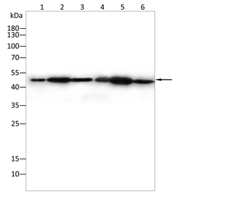 MAP2K4 Antibody