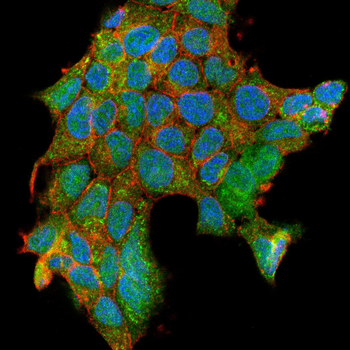 CRTC3 Antibody