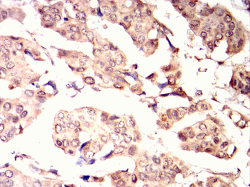 CRTC3 Antibody