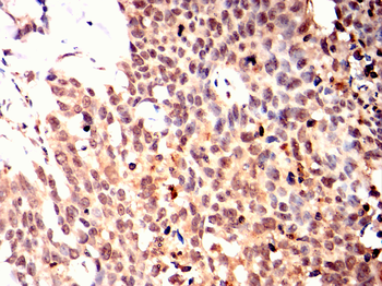 CRTC3 Antibody