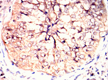 CRTC3 Antibody