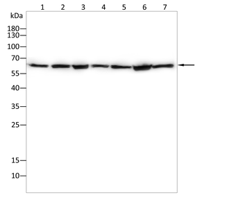 HSP60 Antibody