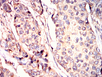 MAPK6 Antibody