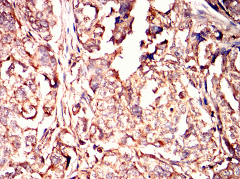 MAPK6 Antibody