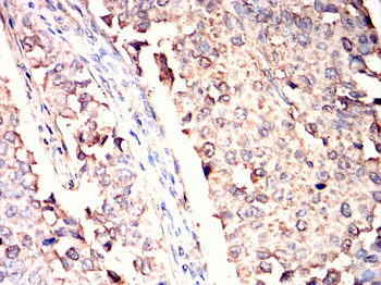 MAPK6 Antibody