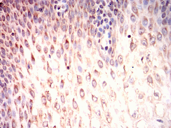 MAPK6 Antibody