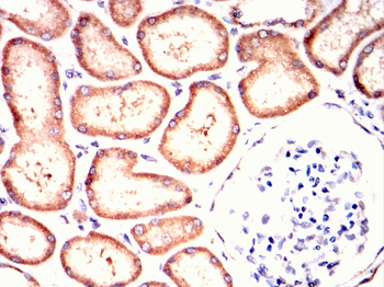 MAPK6 Antibody