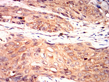 MAPK6 Antibody