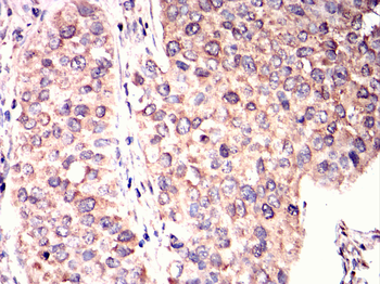 RBP4 Antibody