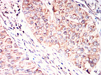 RBP4 Antibody