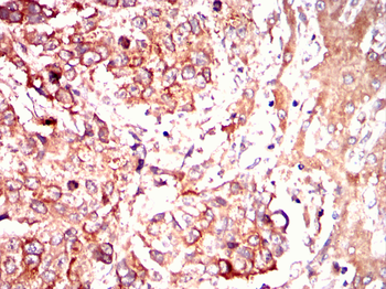 RBP4 Antibody