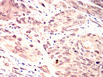 RBP4 Antibody