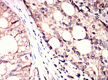 RBP4 Antibody