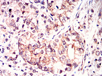 RBP4 Antibody