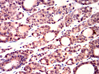 RBP4 Antibody