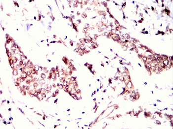 MSX1 Antibody