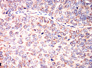 MSX1 Antibody