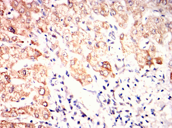 MSX1 Antibody