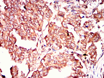 CRIPTO Antibody