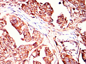 CRIPTO Antibody