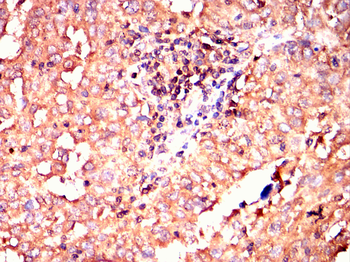 CRIPTO Antibody