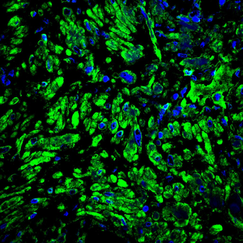 CRIPTO Antibody