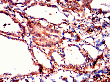 CRIPTO Antibody