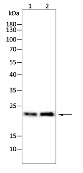 CRIPTO Antibody