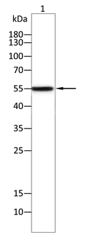 PODXL Antibody