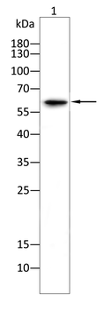 PODXL Antibody