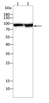 Epha10 Antibody