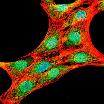 REL Antibody