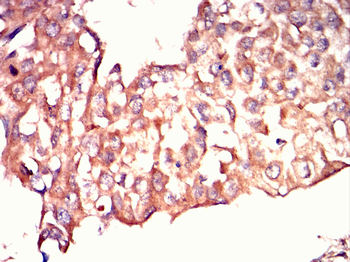 REL Antibody