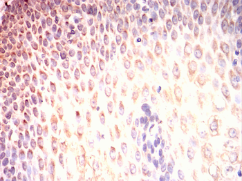 REL Antibody