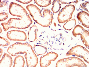 REL Antibody