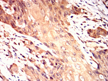 REL Antibody