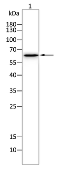REL Antibody