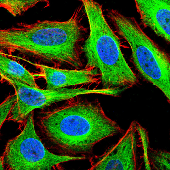 MAP2 Antibody