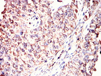 MAP2 Antibody