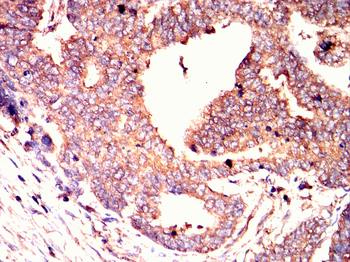 MAP2 Antibody