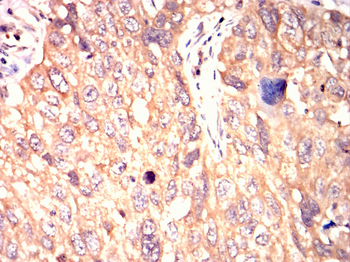 MAP2 Antibody