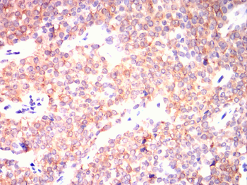 MAP2 Antibody