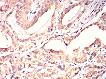 MAP2 Antibody