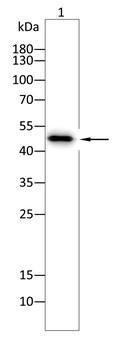 MAP2 Antibody