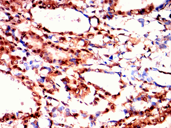 ISL1 Antibody