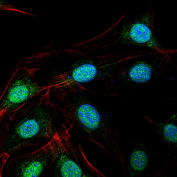 ISL1 Antibody