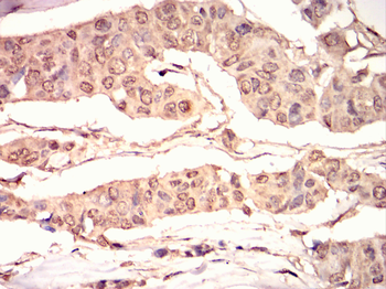 ISL1 Antibody