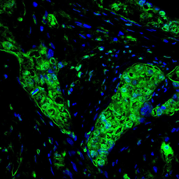 ISL1 Antibody