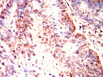 ISL1 Antibody