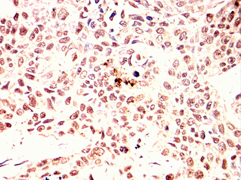 ISL1 Antibody